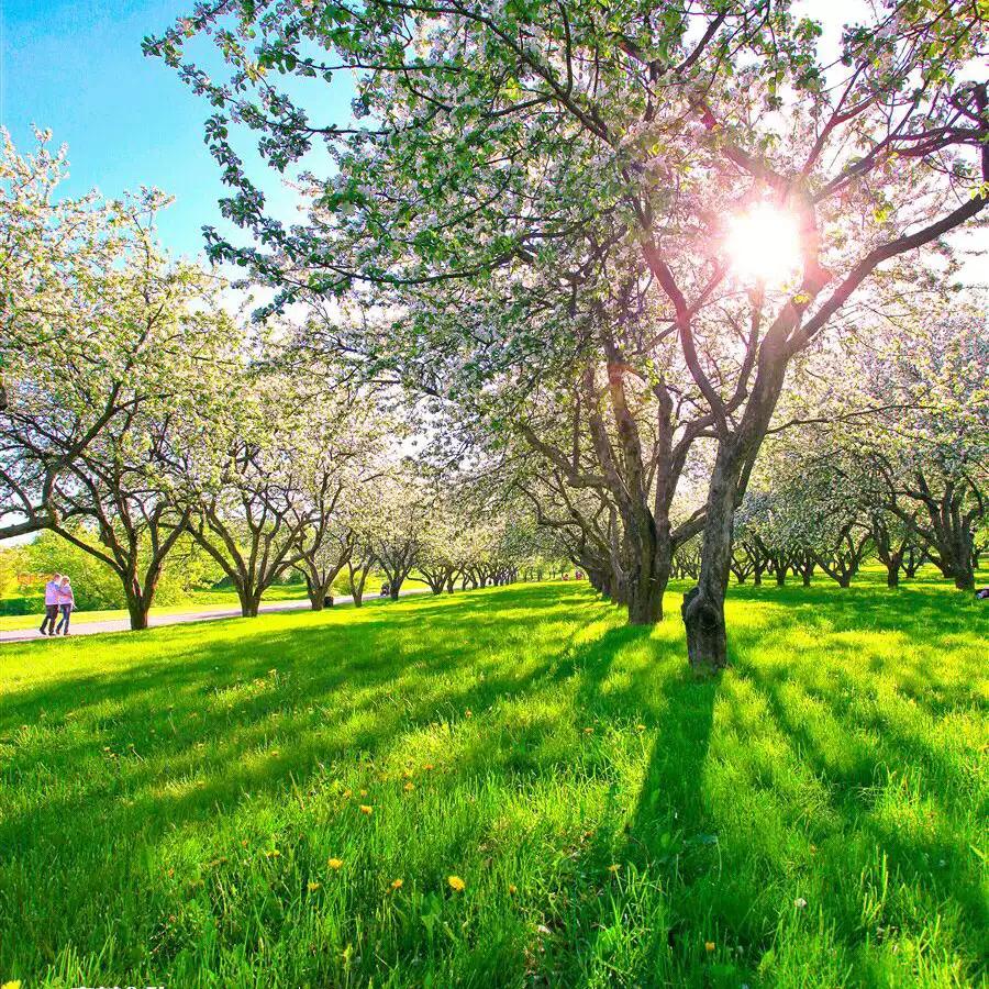 绿草自然风景图片,惊艳高清山水花草风景图片