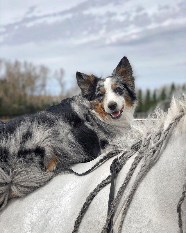 边牧和澳牧的混血狗狗,漂亮狗狗澳牧