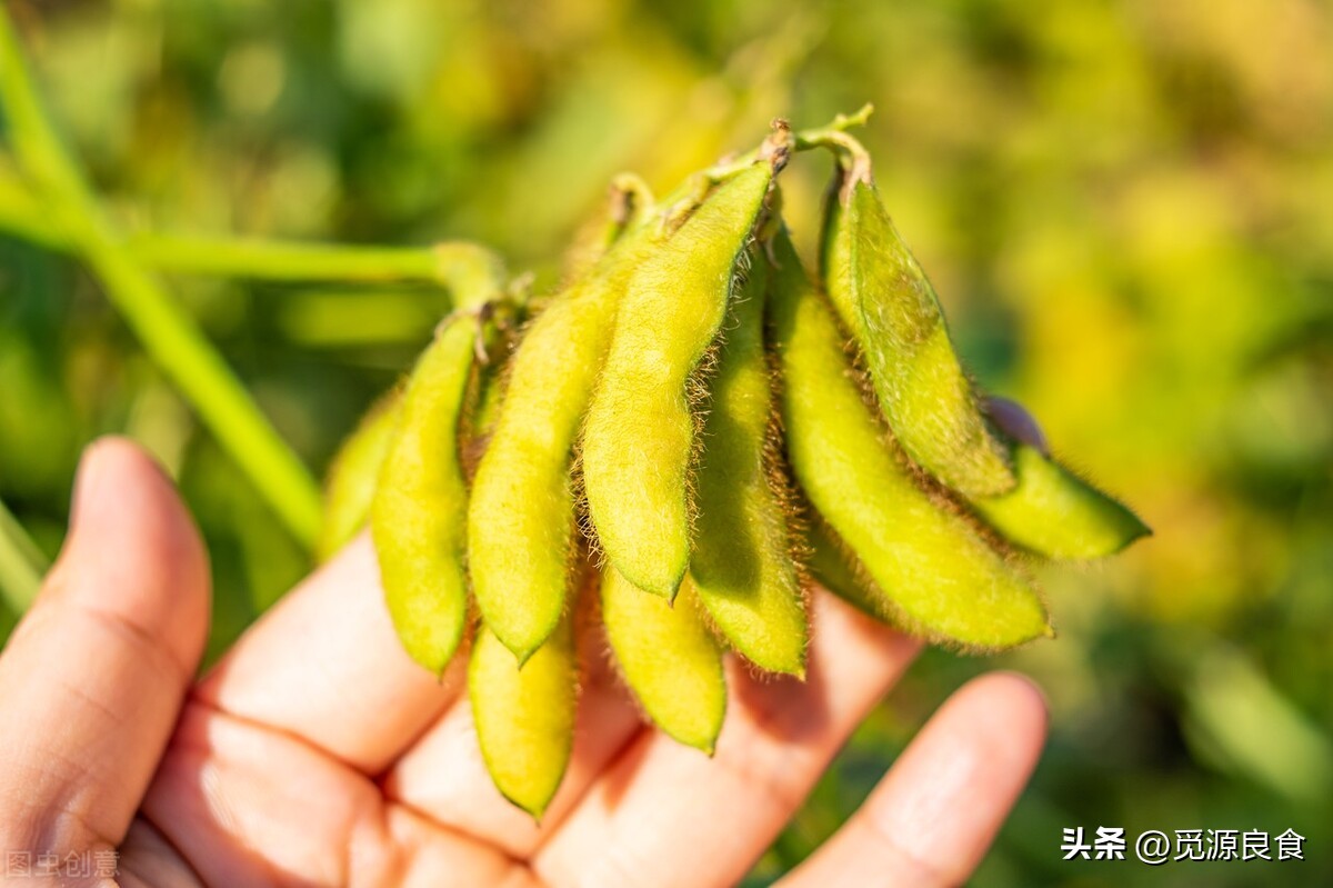 无色大豆油和黄色大豆油区别,大豆油颜色为什么每次不一样