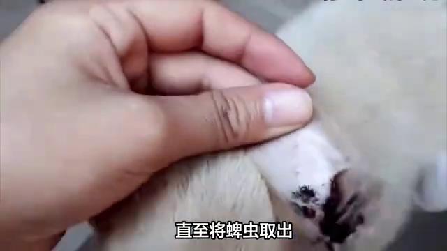清理幼犬耳朵里的蜱虫,狗耳朵上的蜱虫可以直接拔吗