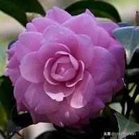 山茶花纯音乐,山茶花