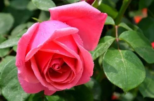 这二十幅极品花卉越看越醉,超好看又耐看的花卉图