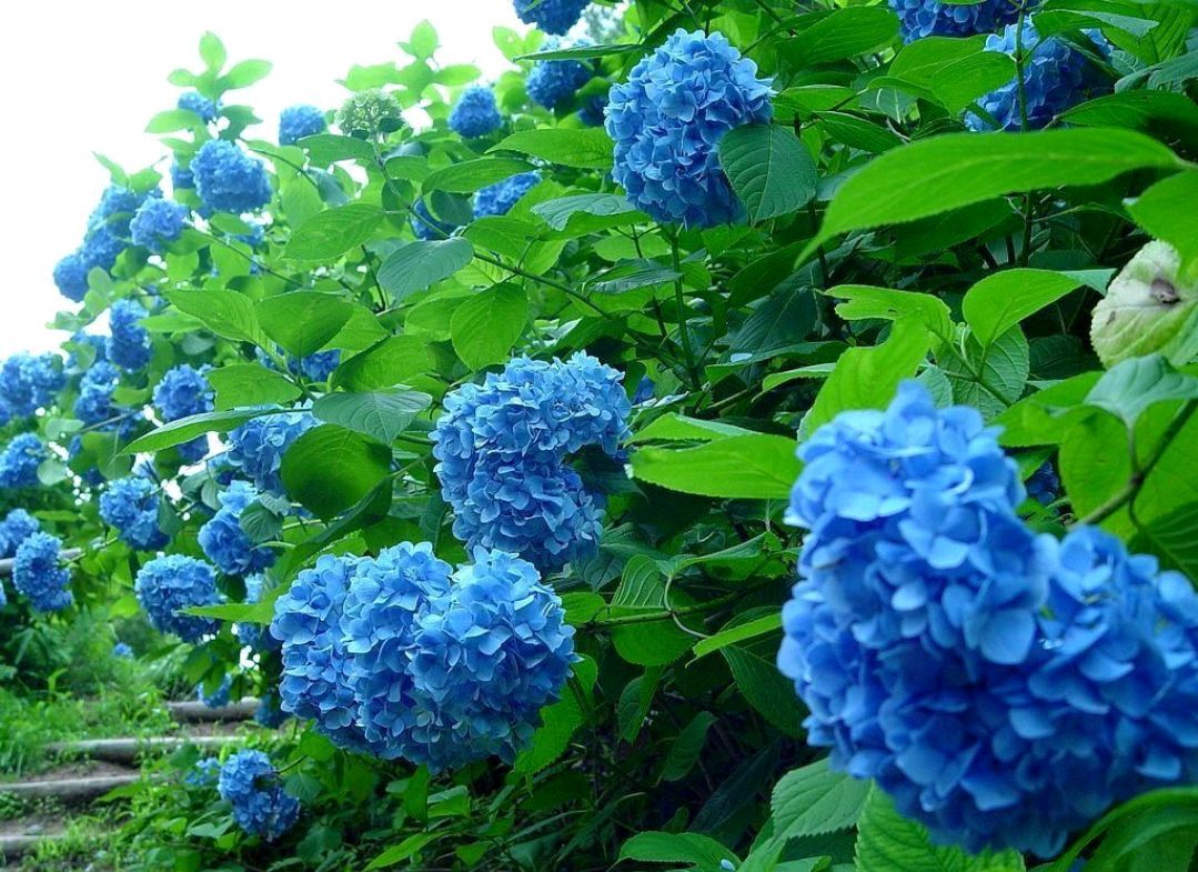 适合春季赏花的花,视觉盛宴五种赏花名花供您选择