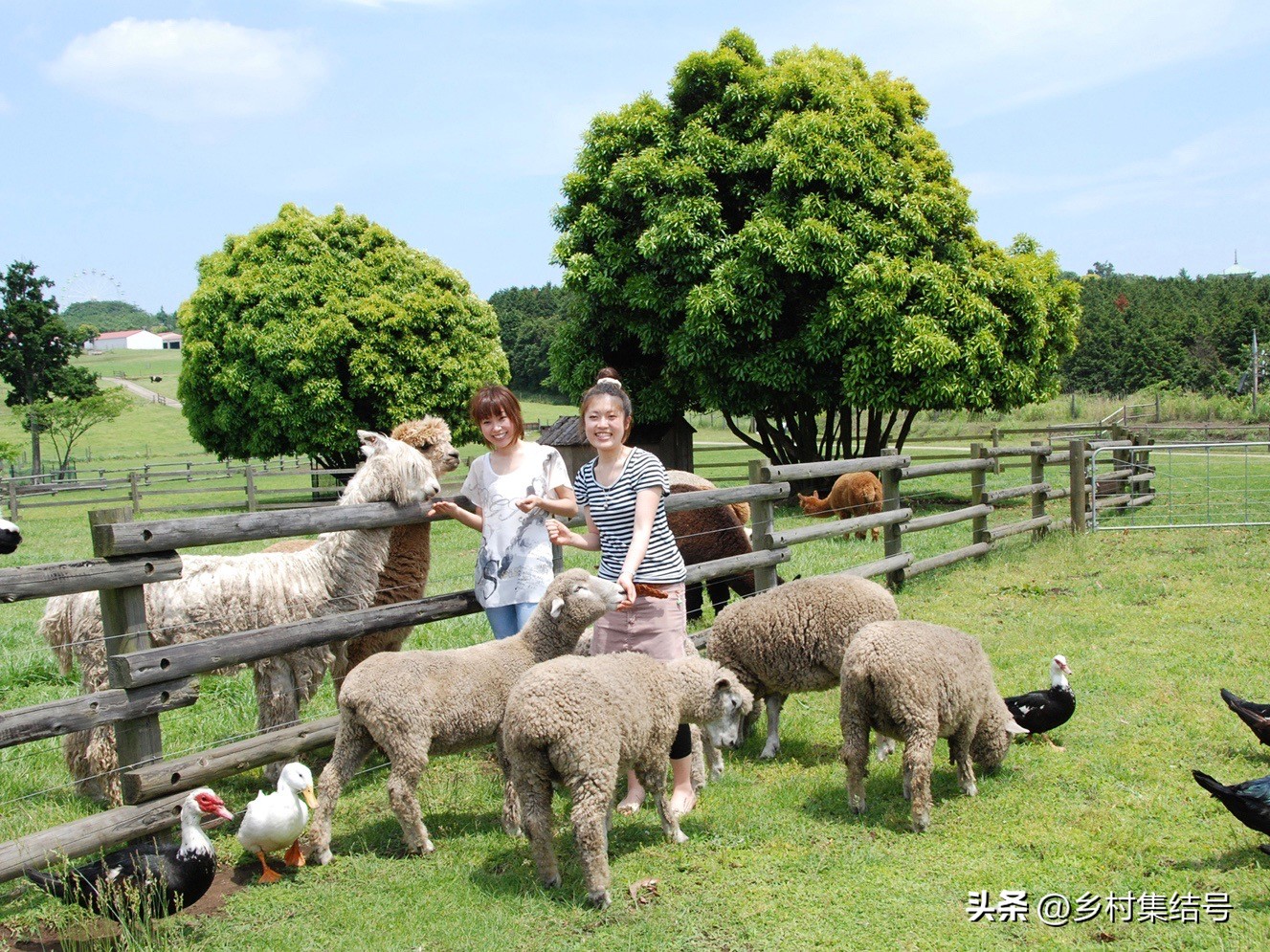 日本亲子农场主题乐园,日本最火亲子牧场