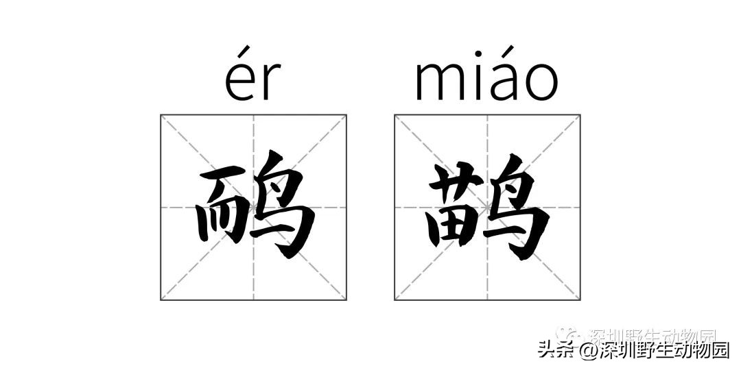 苗鸟小学,苗鸟念什么