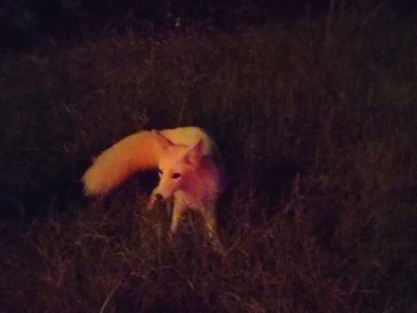 罕见白狐现身杭州！眼神很媚、爱吃火腿不怕人，为何说绝非好事？