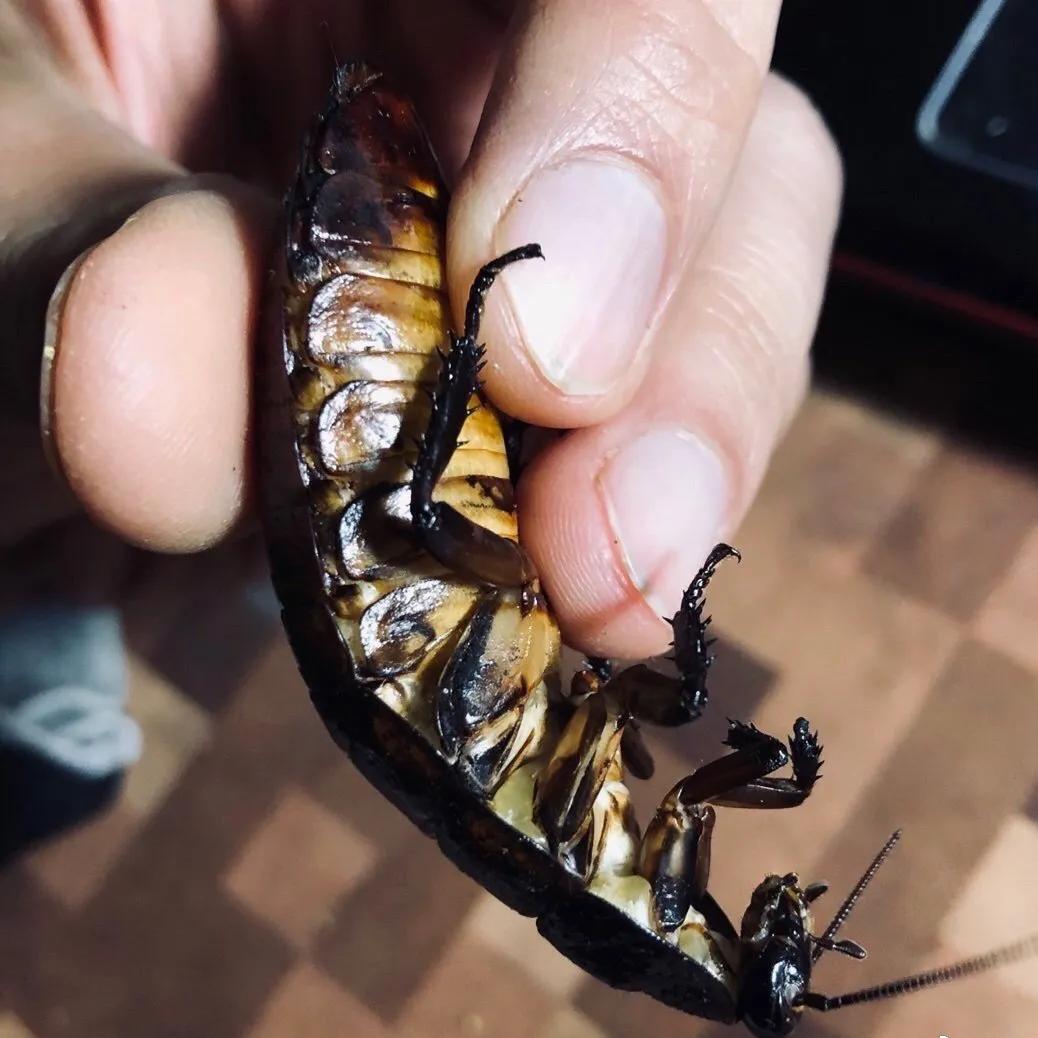 最聪明宠物蟑螂,会飞宠物蟑螂品种