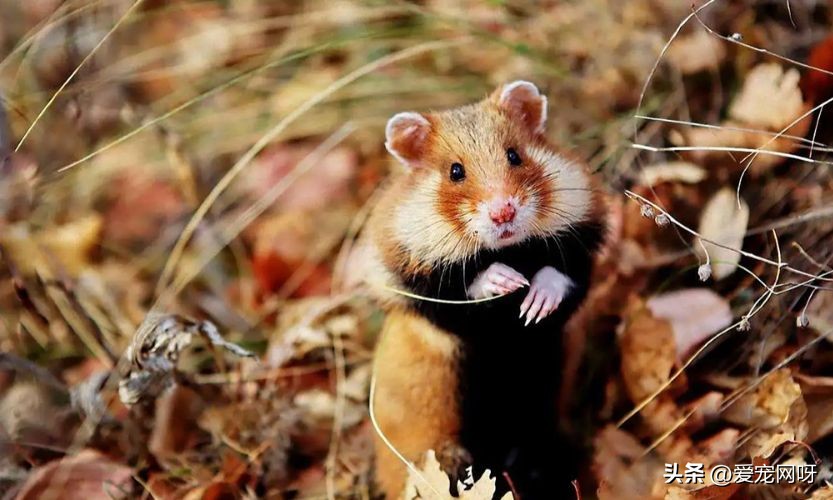 仓鼠的饲养方法及注意事项大全,仓鼠的饲养方法及注意事项