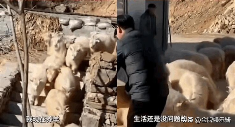 反诈老陈最近直播数据,反诈老陈直播真实收入