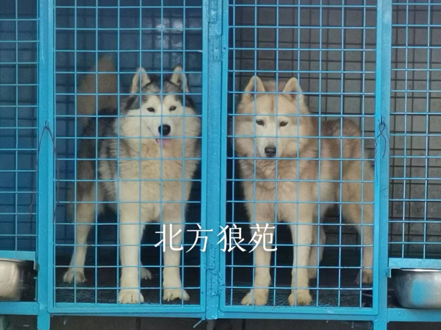 纯种哈士奇犬多少钱一只,你家哈士奇会跳芭蕾舞吗
