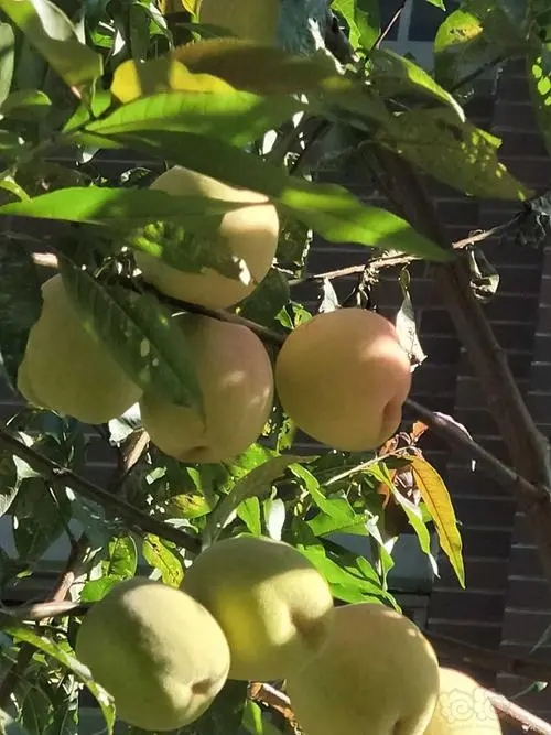 夏天了,绿化带水果纷纷成熟,吃货犯难了,这些免费水果能吃吗?