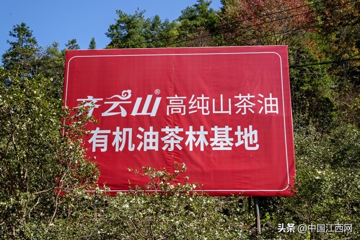 齐云山茶油和高正茶油哪个好,十年磨一剑高山云雾生态茶