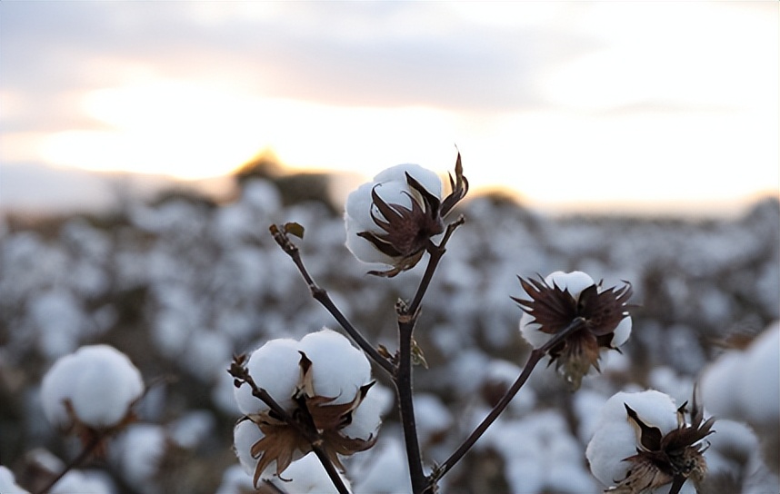 全棉时代丨3月4日璀璨启幕！和全棉一起过春天！