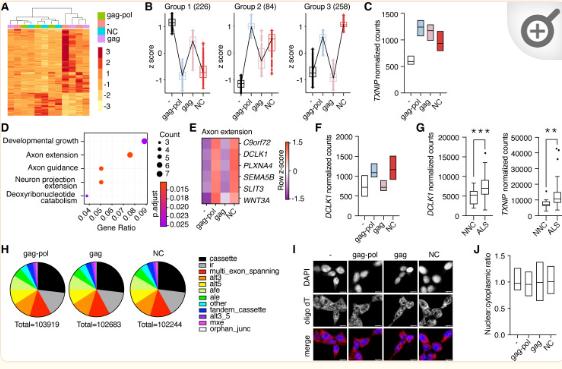 NPF2.8促进因子对拟南芥花粉表面黄酮醇糖苷积累作用的研究
