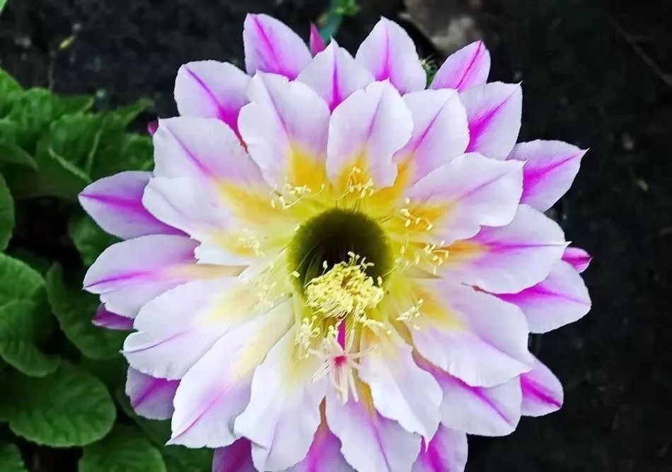 200种·仙人球开花图鉴，大开眼界，美到爆