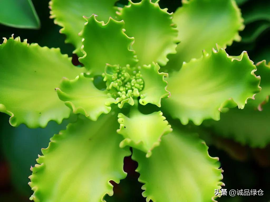 十种室内最好养的花,十种最养不死的花排行榜