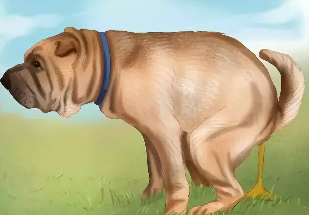 宠物主人养宠常遇到的问题,宠物主人必看