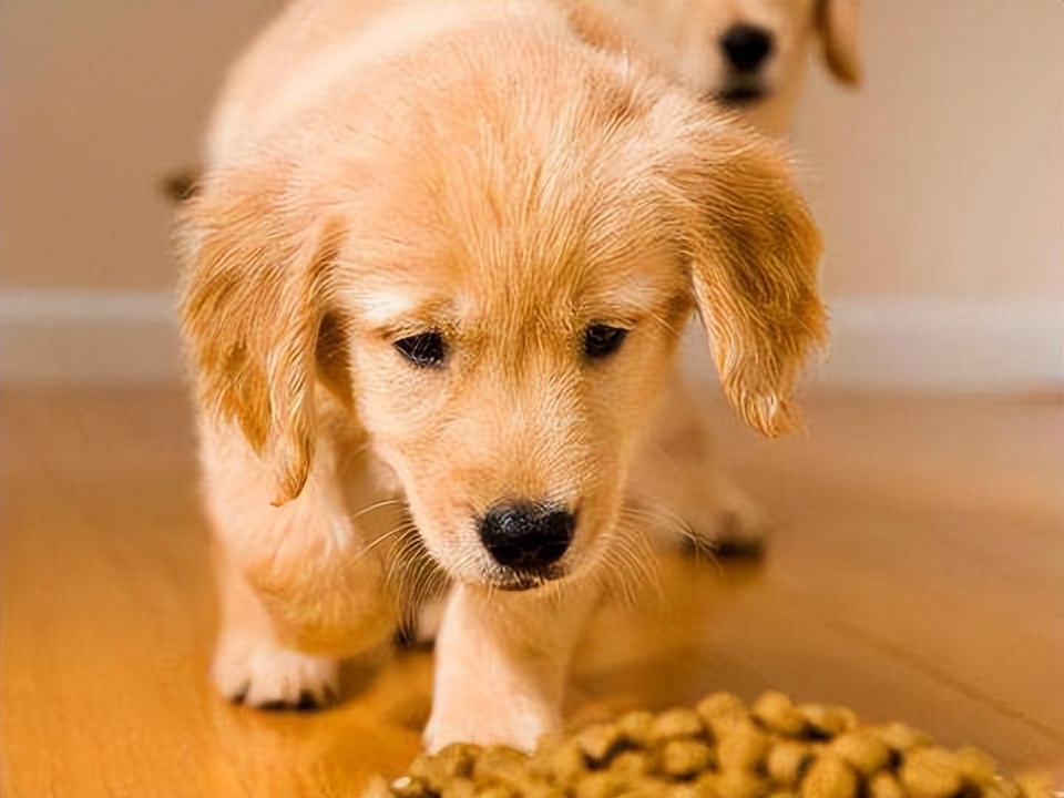 10大经典狗粮宠物狗粮品牌排行榜,狗粮怎么选8大优质狗粮推荐