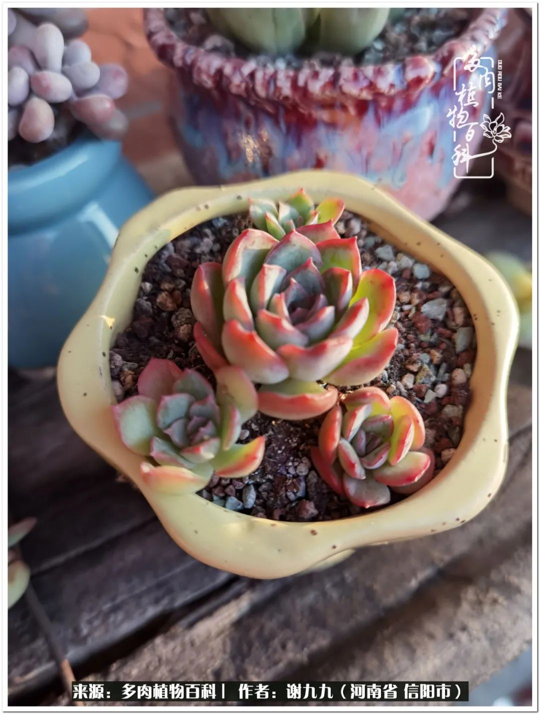 与多肉植物在一起的感怀,与多肉同行