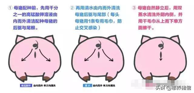 母猪深部输精倒流哪些原因造成,深部输精母猪的淘汰率会增加吗