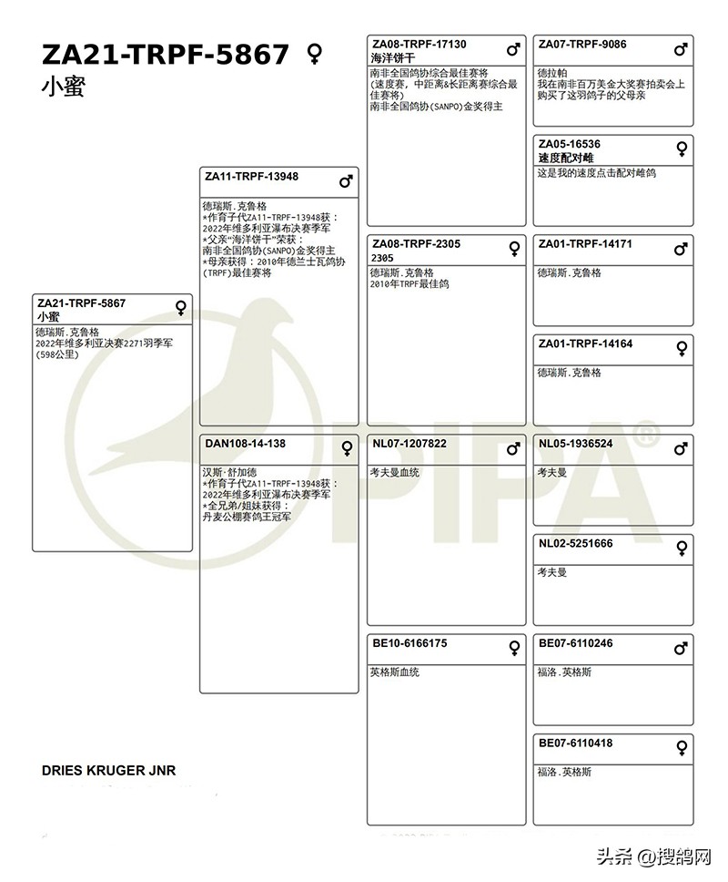 各大公棚冠军鸽,最新公棚鸽王冠军