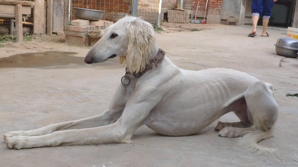 30种常见犬图片,40种常见名犬图片