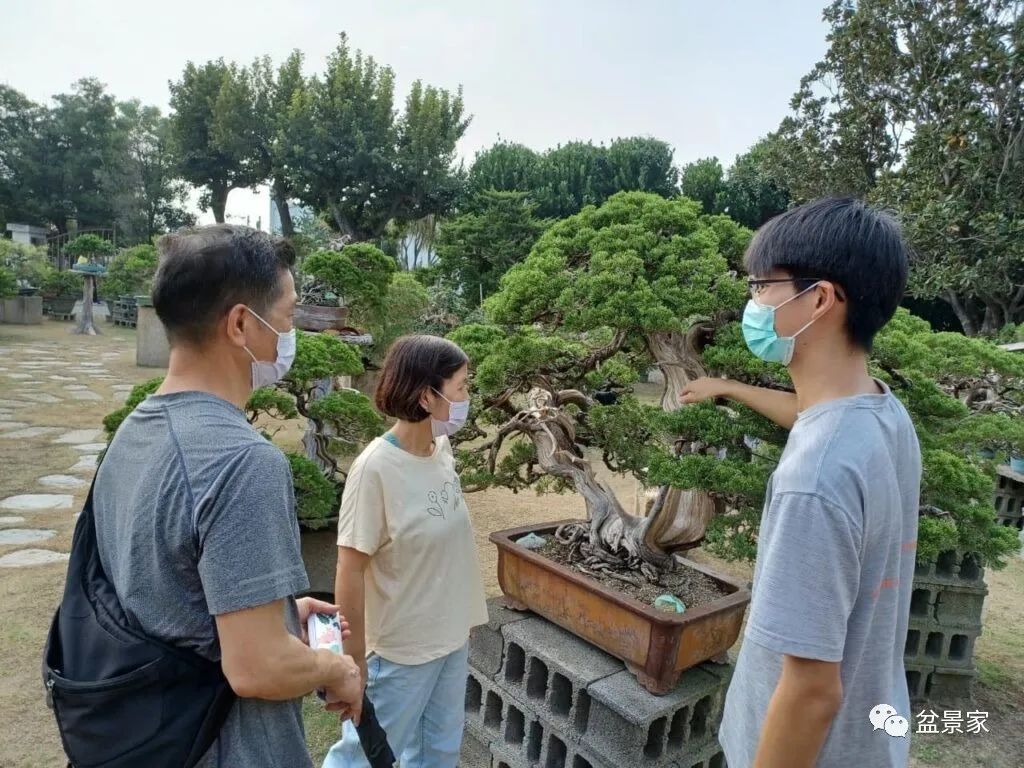 怎么入行盆景生意,花卉盆景生意