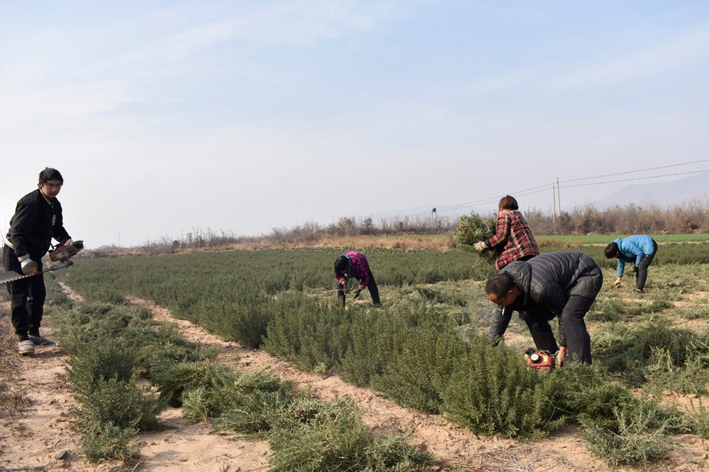 辛巴辛有志不断为农户及农产品赋能，汝州市夏店镇迷迭香助农增收