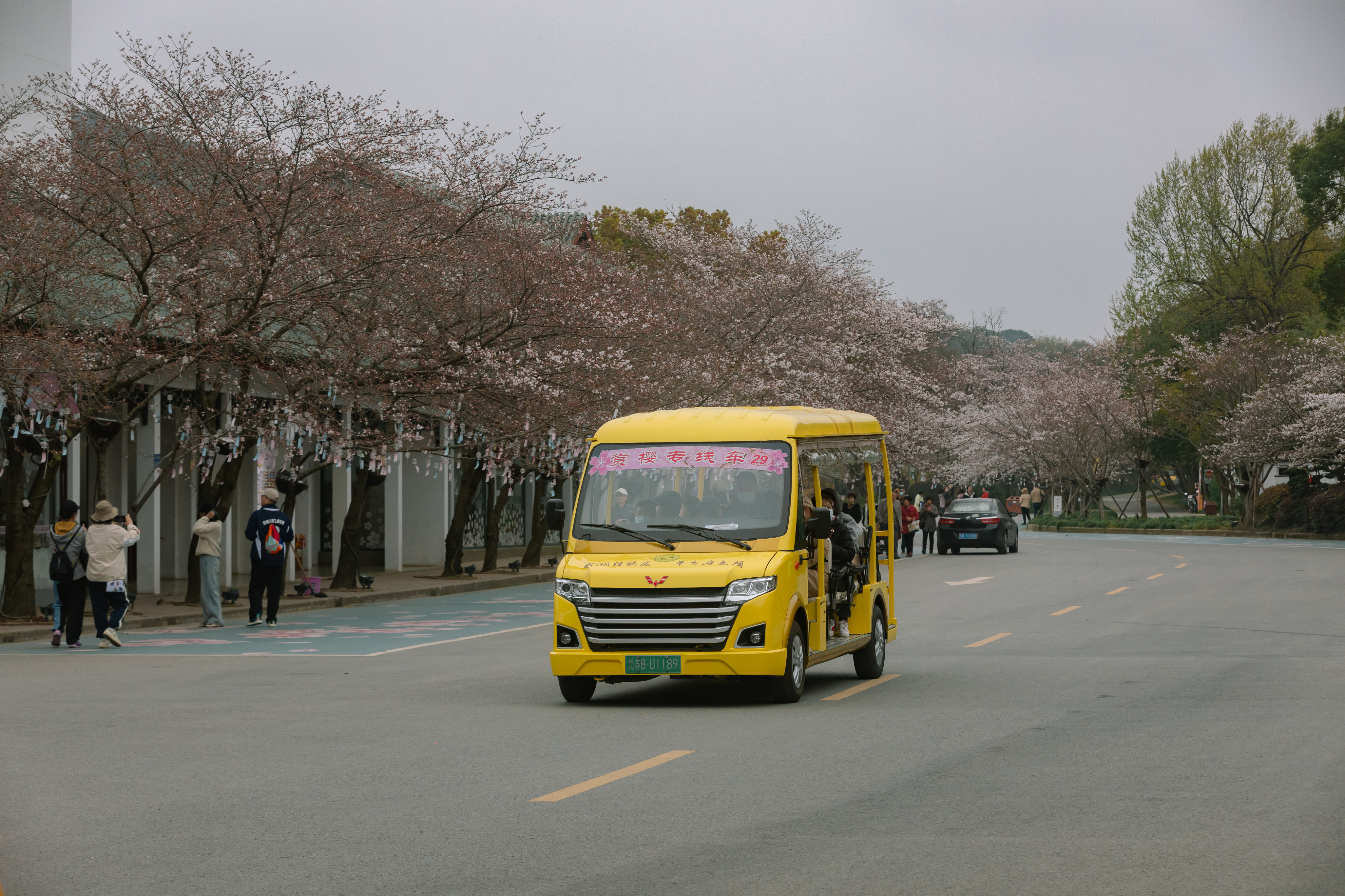 鼋头渚樱花盛宴比日本更令人沉醉,太湖鼋头渚樱花美如画