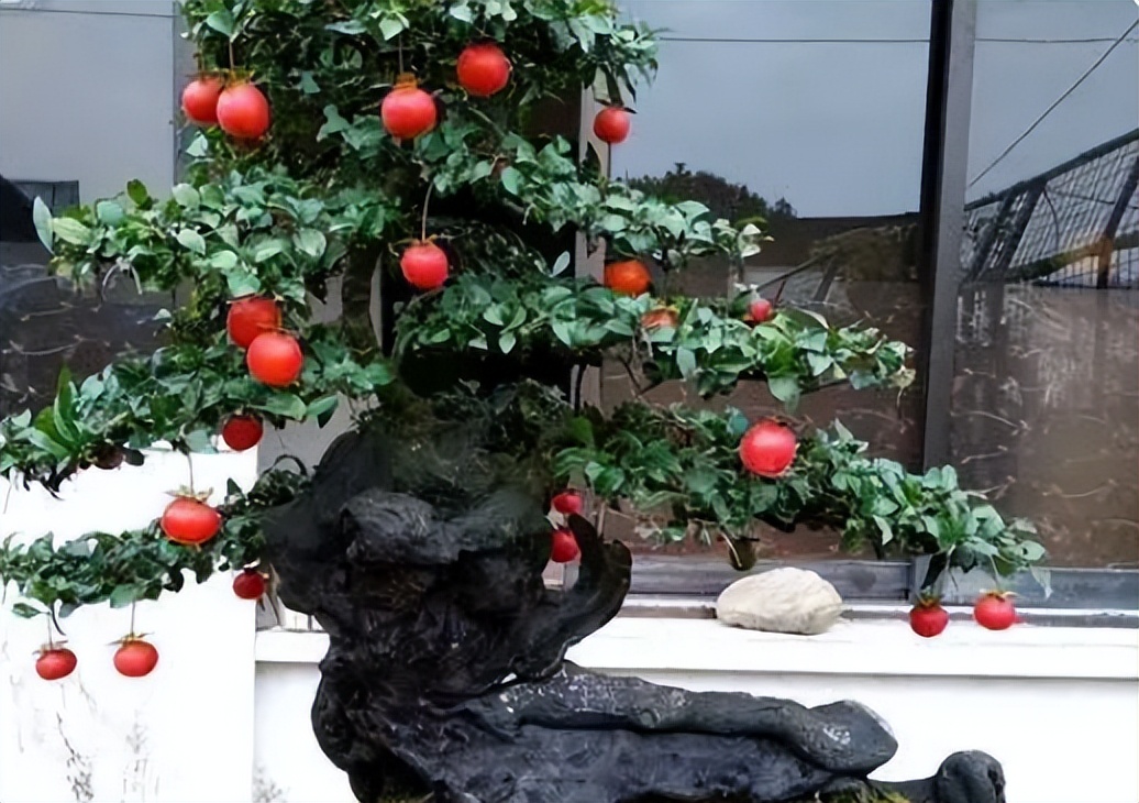 金弹子分公母，公有果母无果？5条解析告诉你