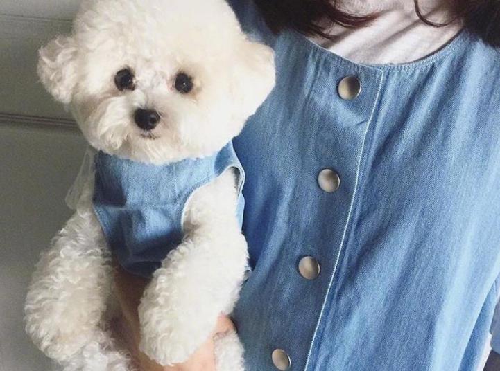 比熊犬为什么特别粘人睡觉,3月大比熊犬每天睡觉正常吗