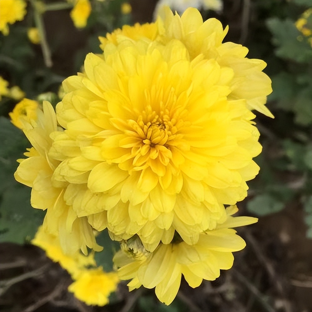 有几种人不适合喝菊花茶,什么人不适宜喝菊花茶