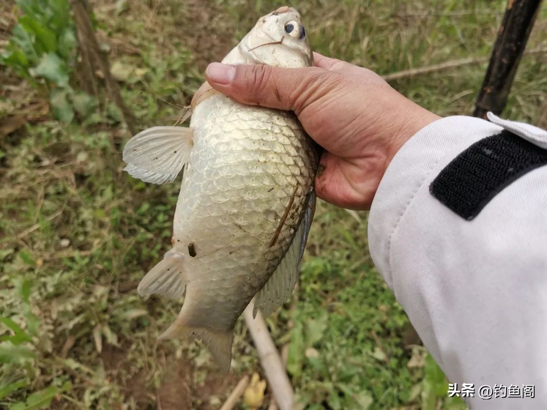 冬天串钩蚯蚓钓大板鲫,筏竿串钩挂蚯蚓冬季钓鱼技巧