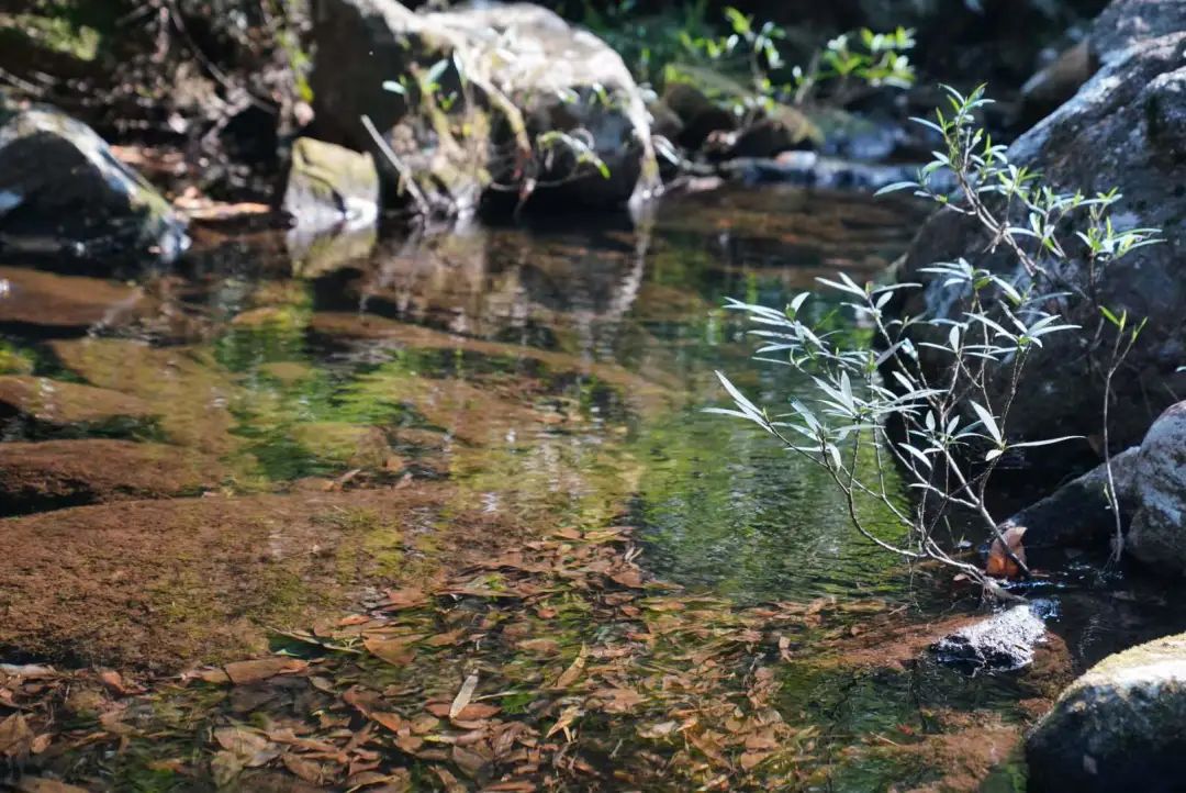 想为你写首诗大全,为你写一首浪漫的情诗