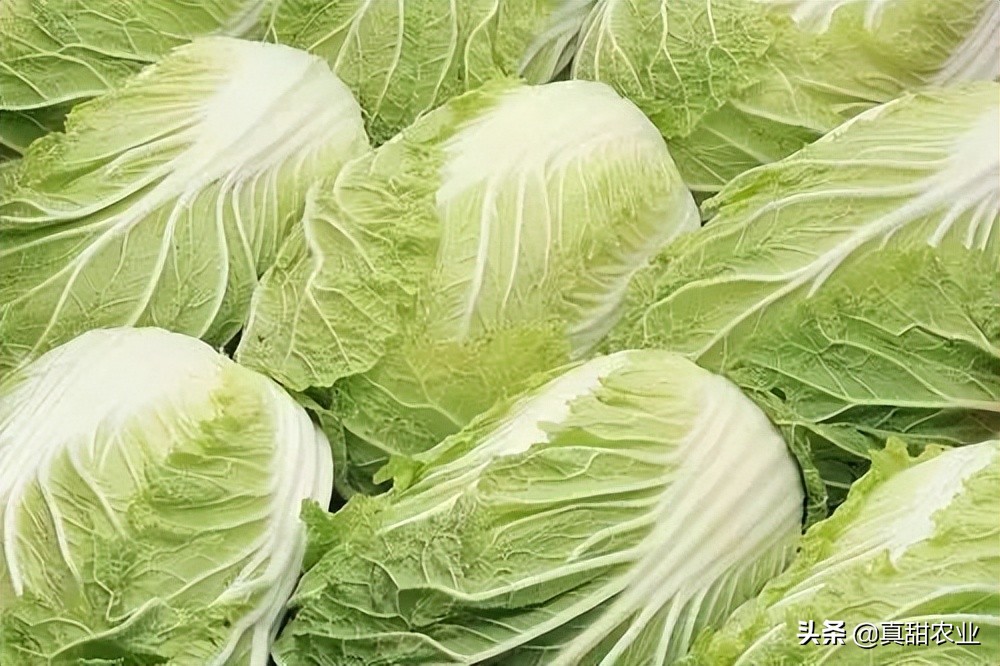 菜价整体保持回升,个别品种出现逆行;机会存在,困难也在