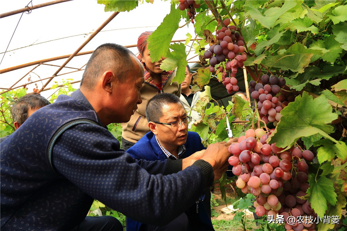 一招教你辨别真菌性病害,作物细菌真菌病毒轻松辨别