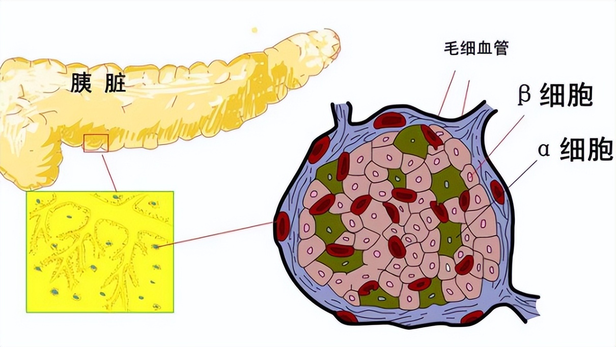 一饿就心慌手抖是什么原因引起的,糖尿病人一饿就心慌浑身无力手抖