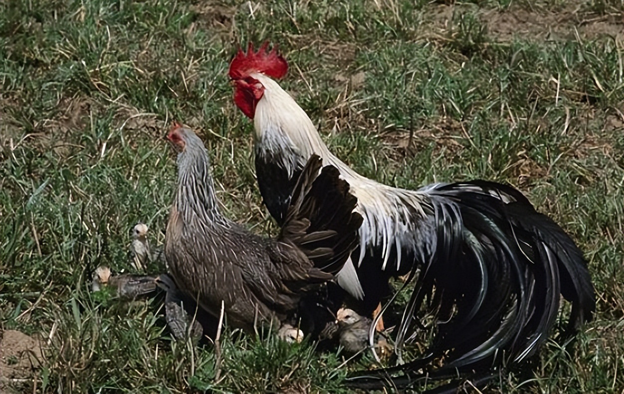 最新实用养鸡技术,30秒学会养鸡秘方