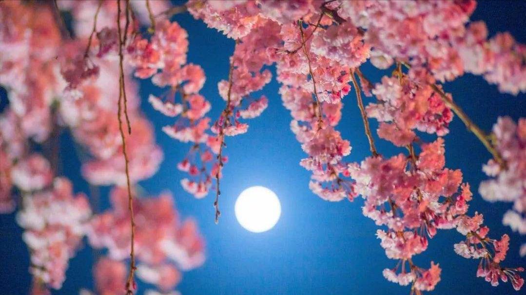关于樱花的古诗100首,描写樱花的古诗词赏析