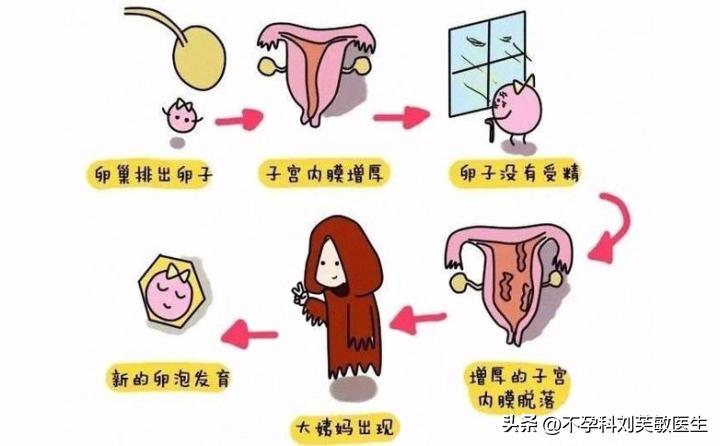 胚胎最爱什么样的内膜？怎么把薄内膜养成好内膜！
