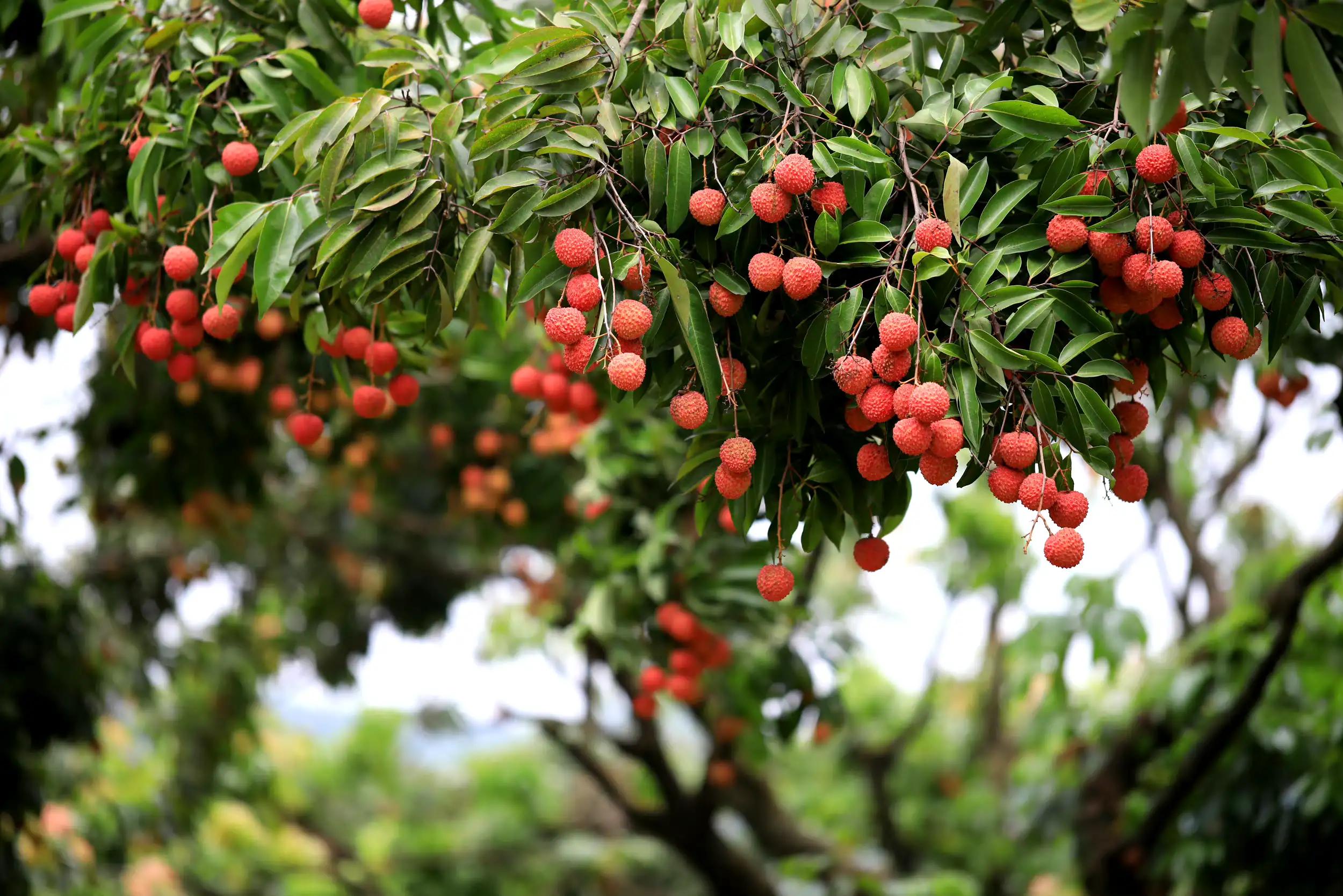 “水晶细嚼甜于蜜,满口生香玉露漙”,夏日里的荔枝又鲜又红又甜