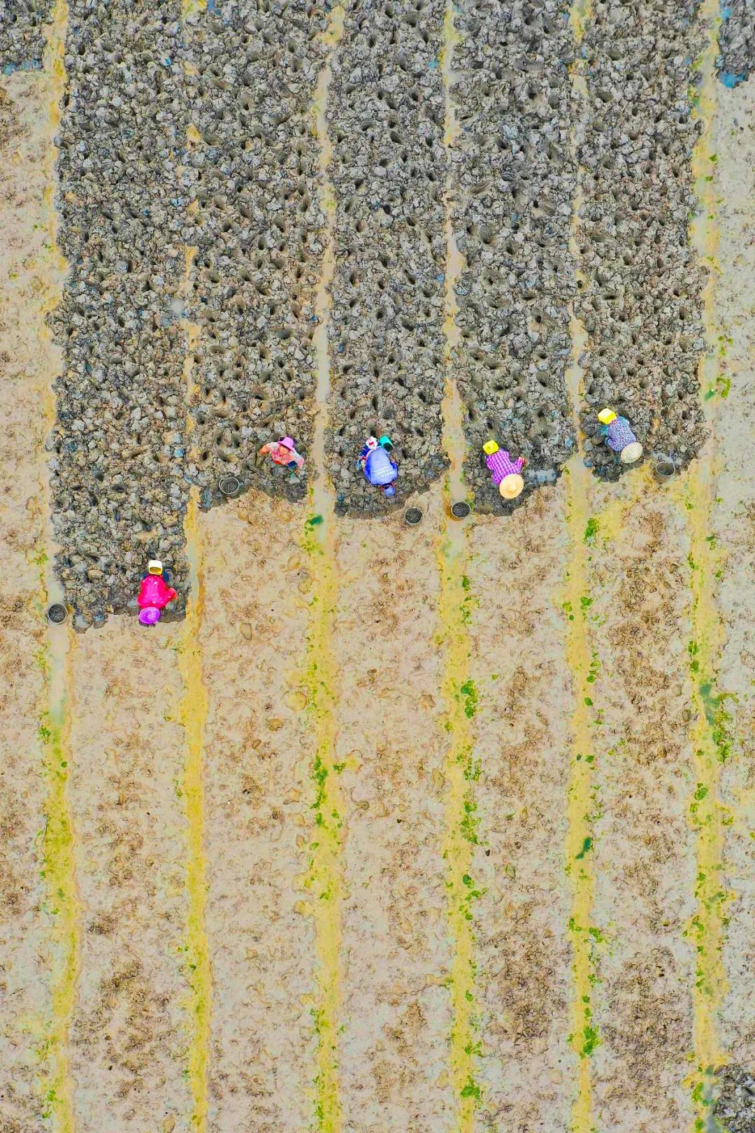 沙蒜冷门小海鲜,望潮最好吃的海鲜