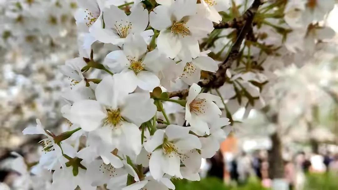 春意花语,友情和爱情花语