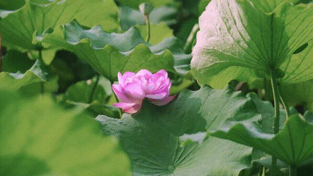 金陵中学新校区何时搬迁,金陵中学新校区最新消息