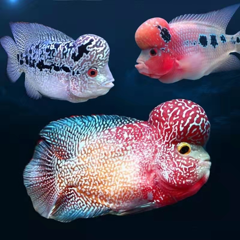 新手养观赏鱼全过程,新手养鱼入门基础教程小观赏鱼