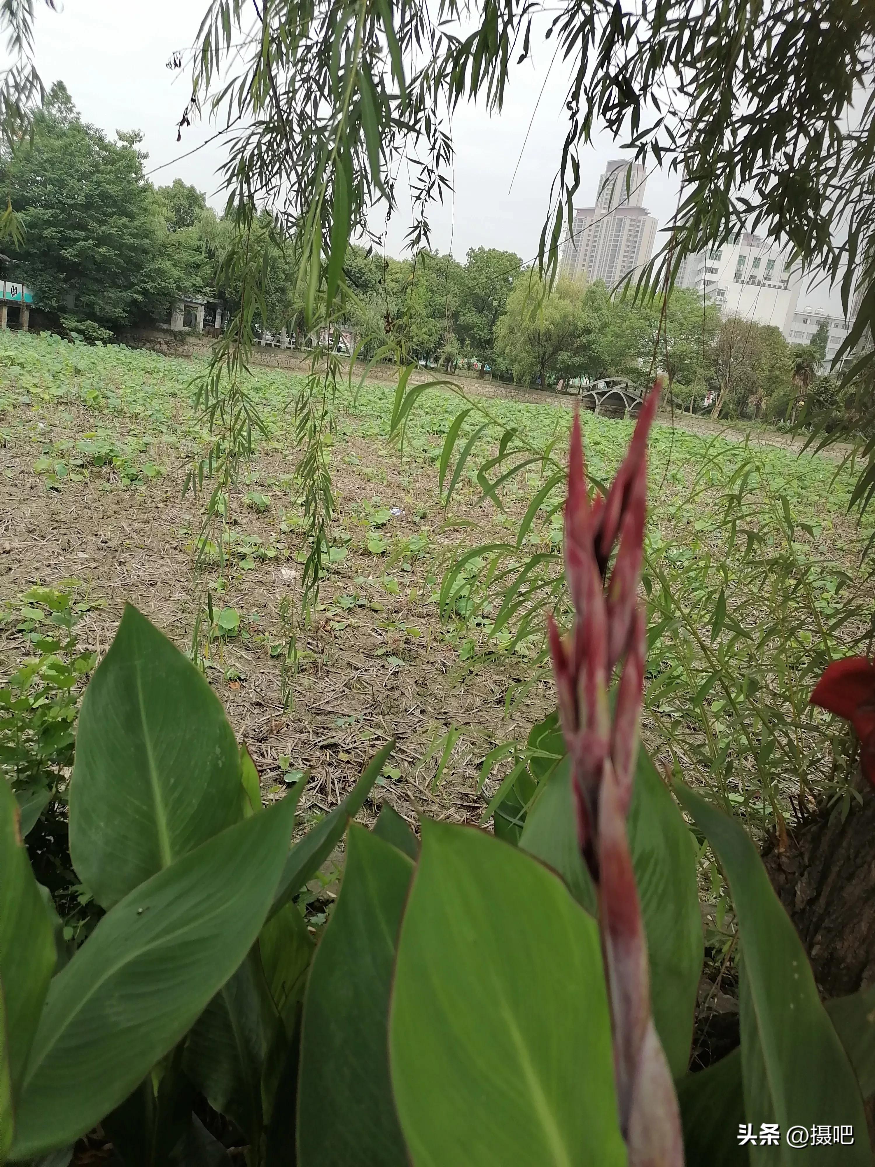 特大新鲜粽叶,大粽叶长在什么地方