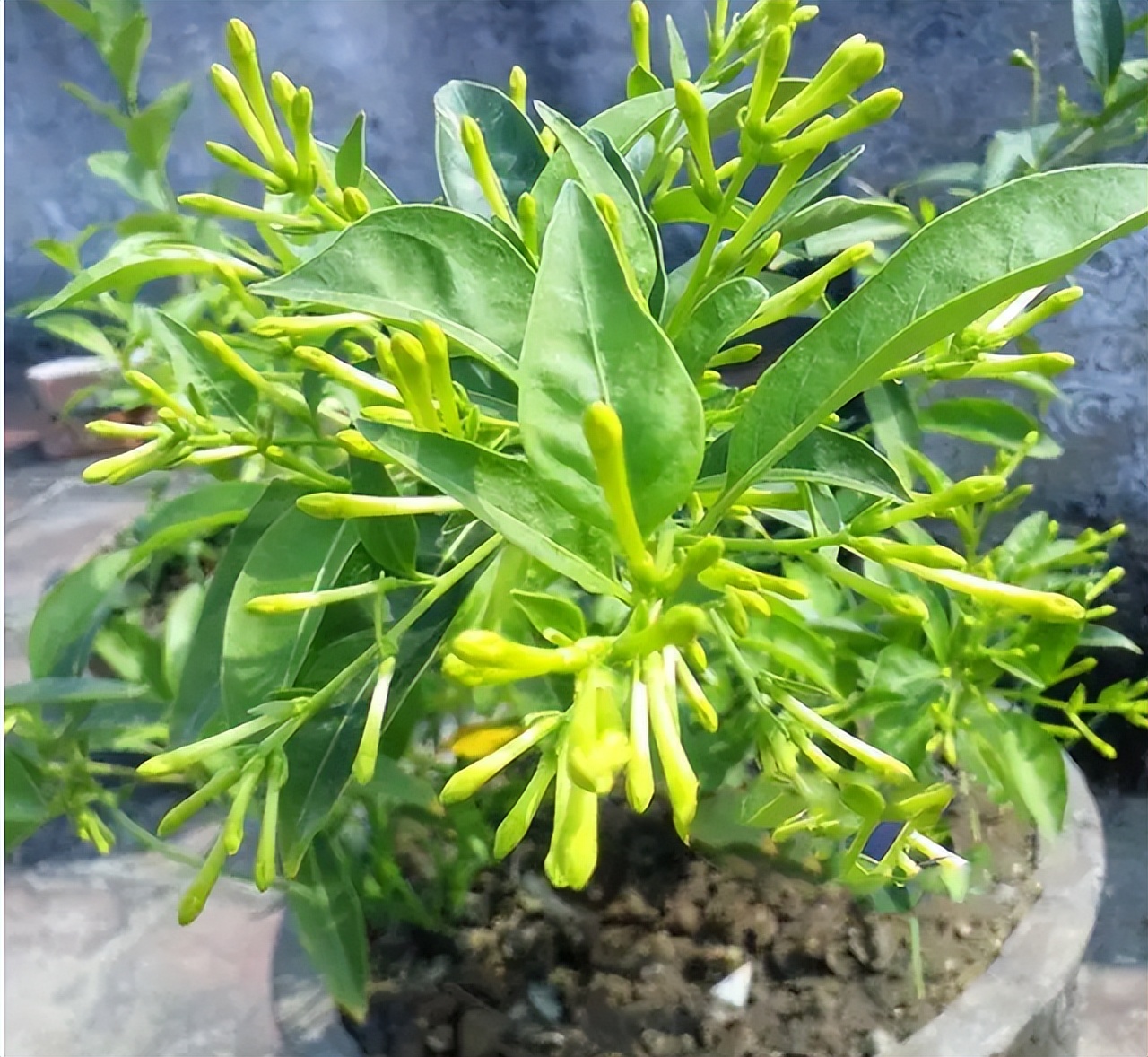 奶奶叮嘱，“花草有三不送，送了变仇人”，过来人的经验