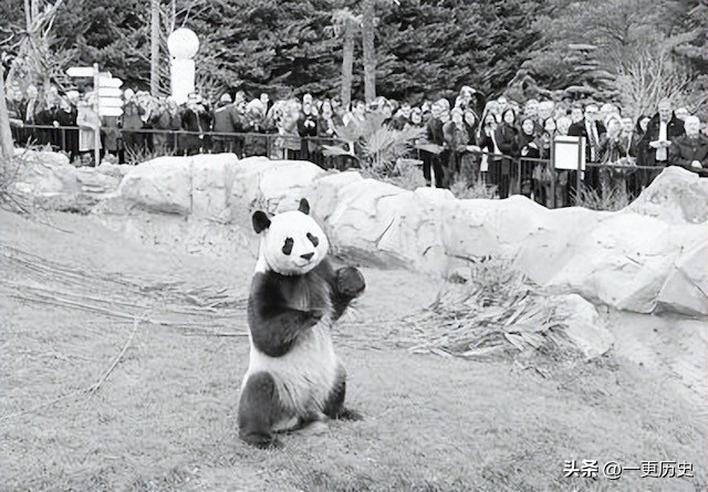旅居美国的熊猫丫丫,旅美熊猫艰辛的回国之路