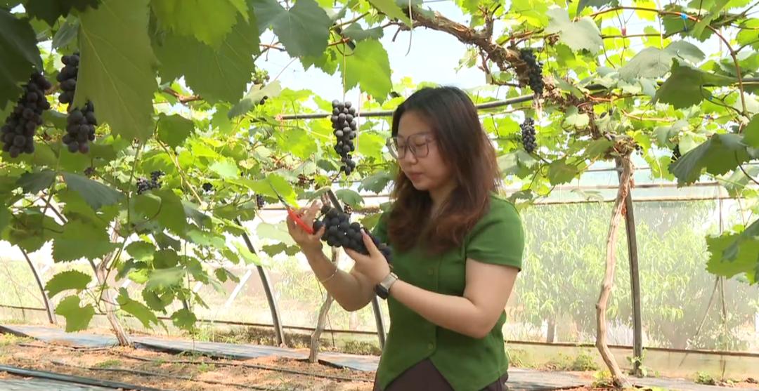 鹿泉丰收,致富路上瓜果飘香花盛开