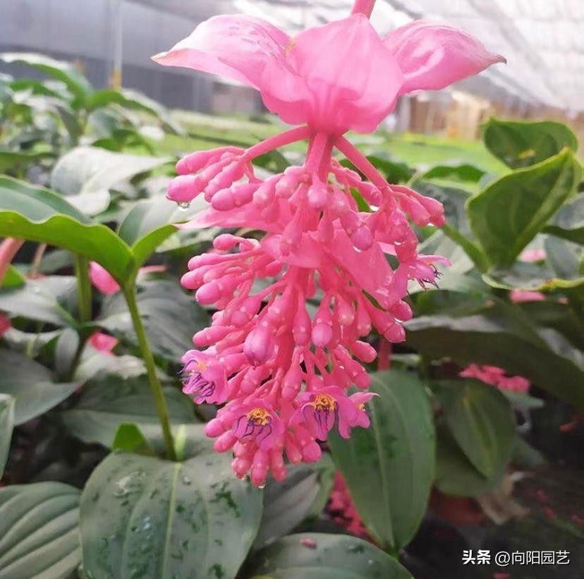 宝莲灯批发基地多少钱一盆,黄土岗宝莲灯花批发多少钱一盆